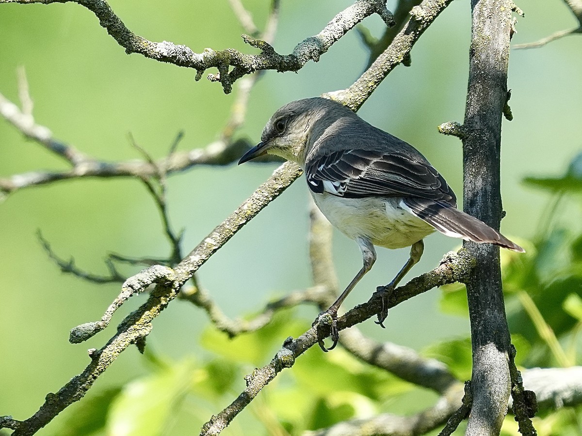 Northern Mockingbird - ML620513301