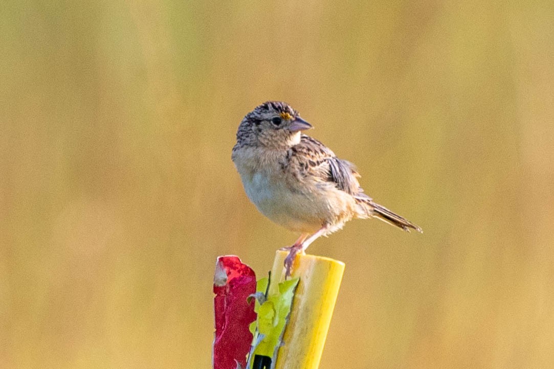 Grasshopper Sparrow - ML620513318