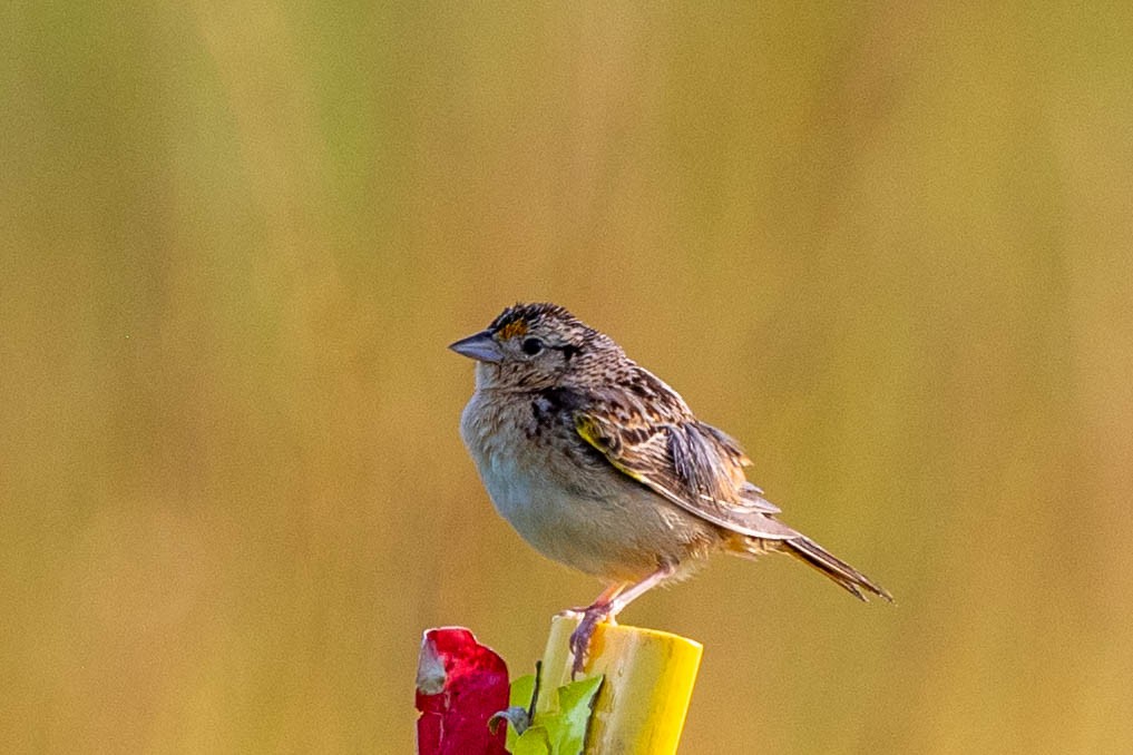 Grasshopper Sparrow - ML620513319
