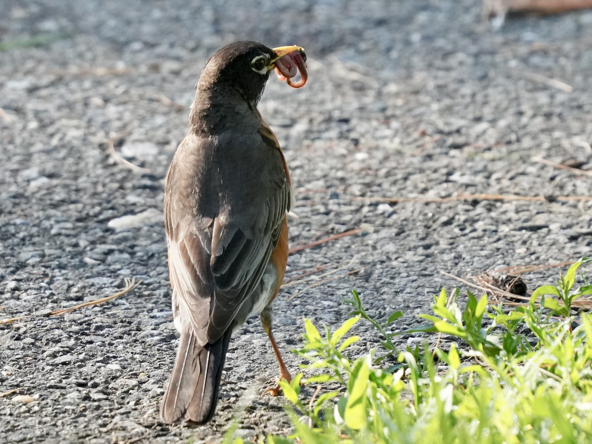 American Robin - ML620513342