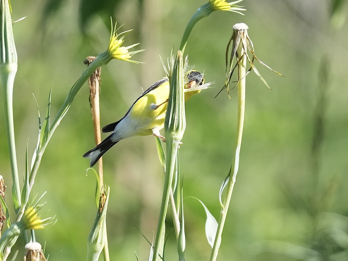 American Goldfinch - ML620513357