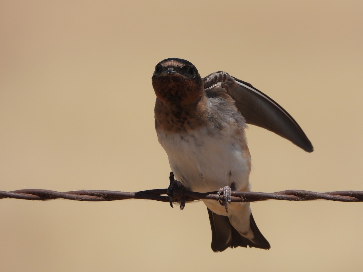 Cliff Swallow - ML620513365