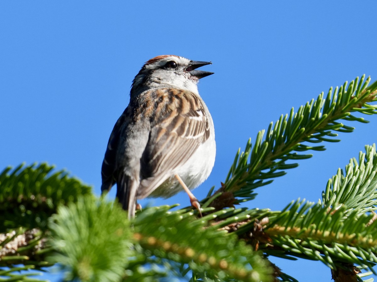 Chipping Sparrow - ML620513368