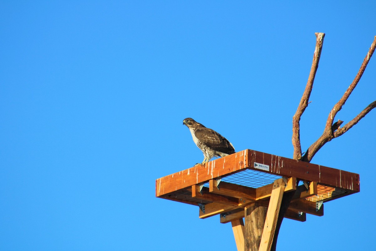 Red-tailed Hawk - ML620513373