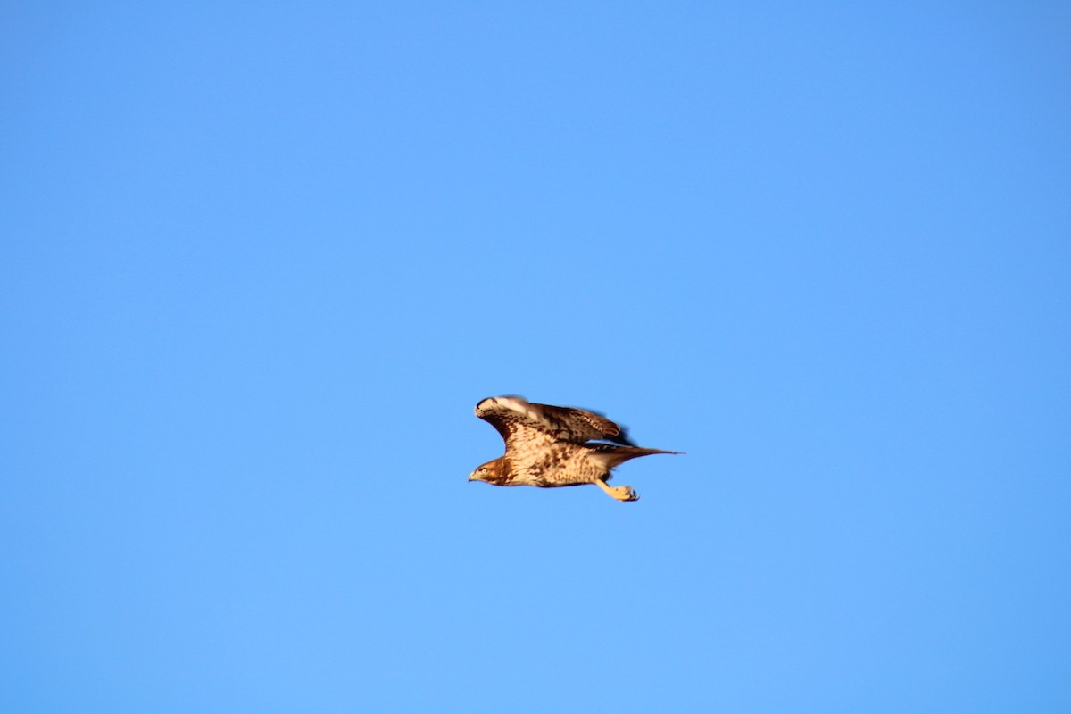 Red-tailed Hawk - ML620513374