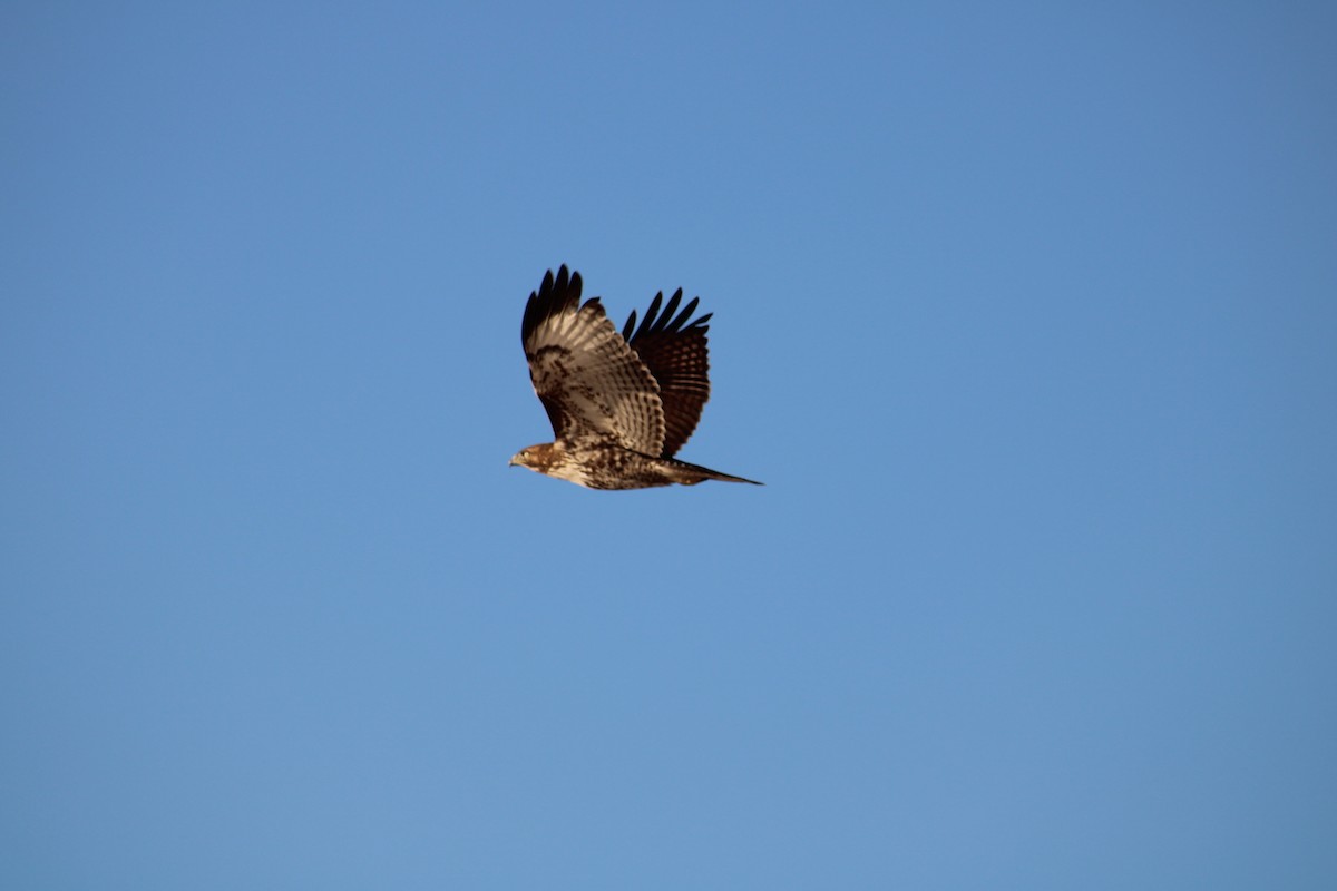 Red-tailed Hawk - ML620513376