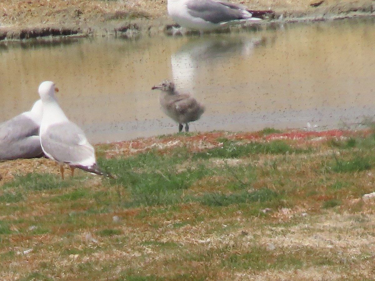 Gaviota Argéntea (Mongolia) - ML620513379