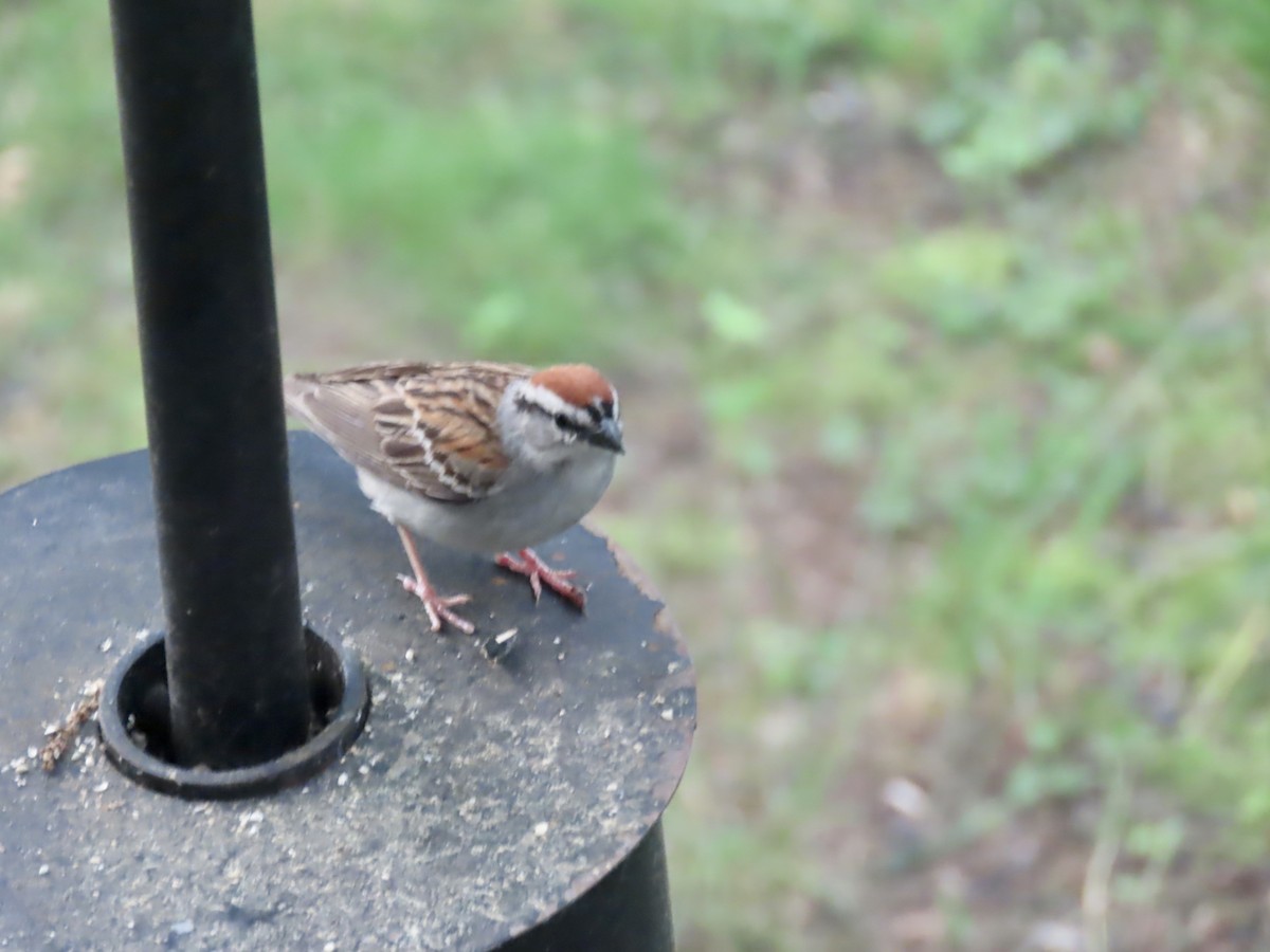 Chipping Sparrow - ML620513381