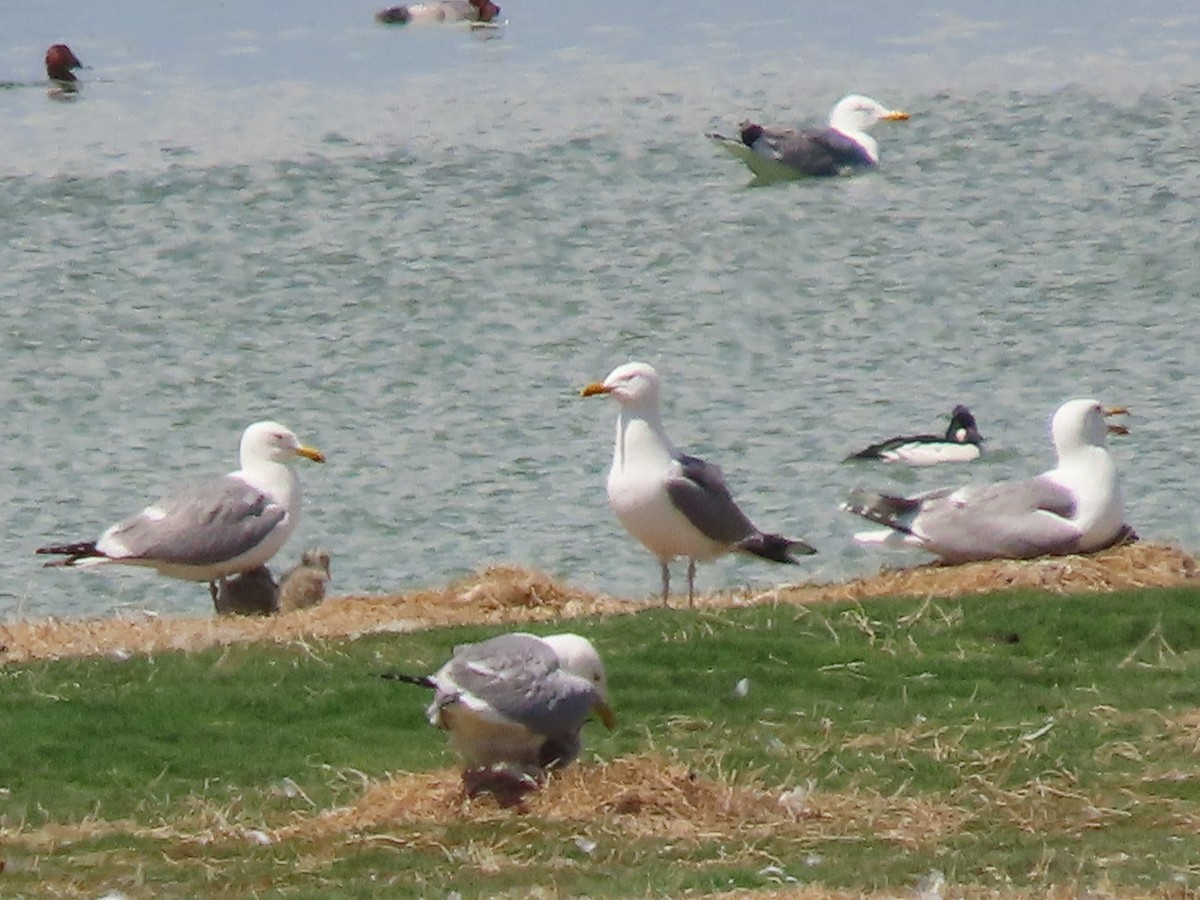 Gaviota Argéntea (Mongolia) - ML620513383