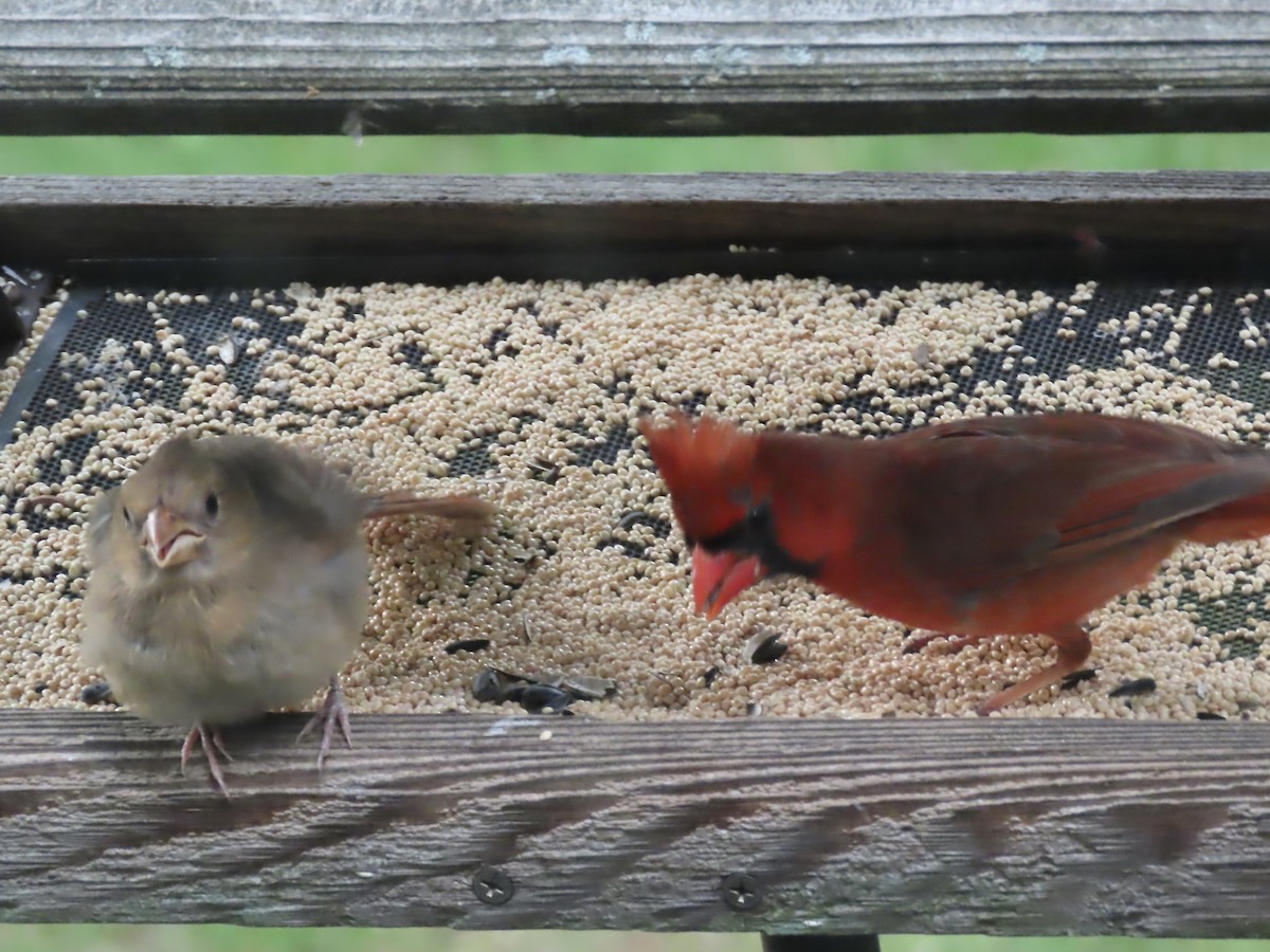 Northern Cardinal - ML620513385