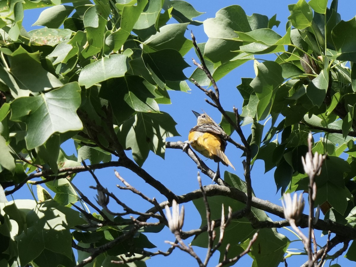 Baltimore Oriole - Stacy Rabinovitz