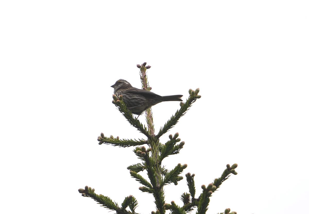 Chinese White-browed Rosefinch - Zhongyu Wang