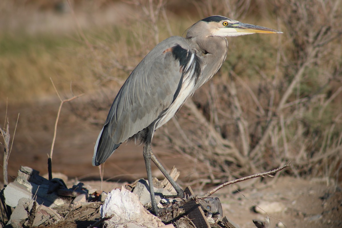 Great Blue Heron - ML620513395