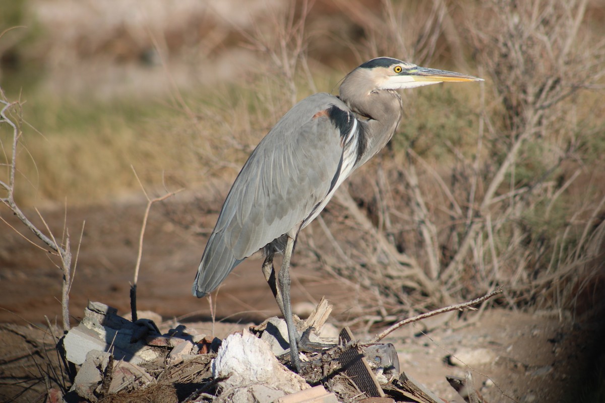 Great Blue Heron - ML620513396