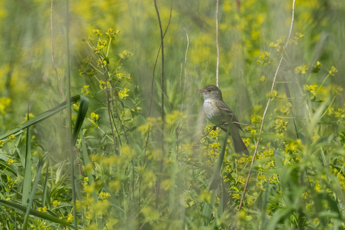 Willow Flycatcher - ML620513400