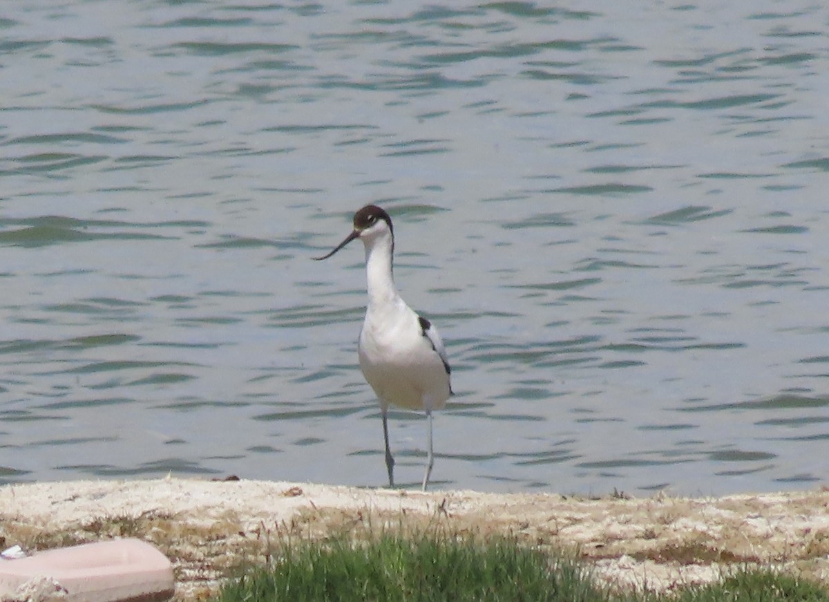 Pied Avocet - ML620513403