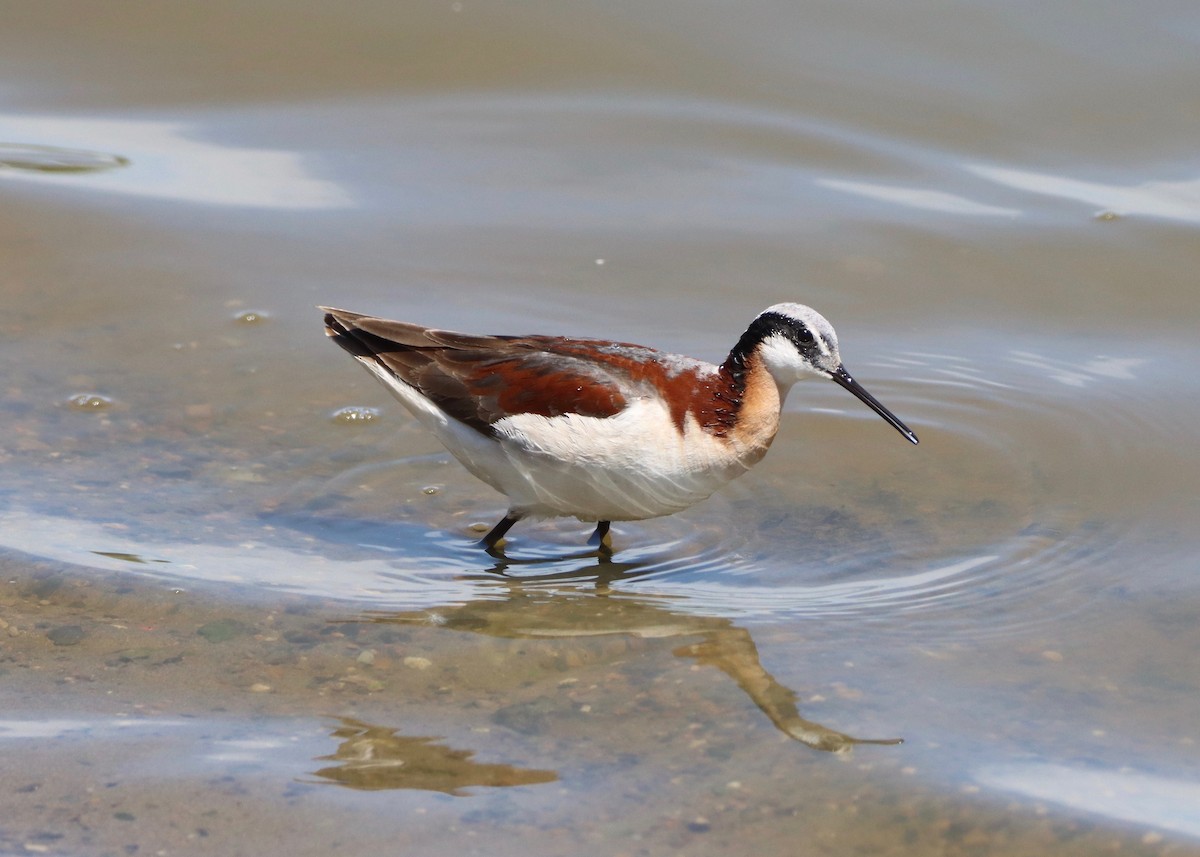 Falaropo Tricolor - ML620513405