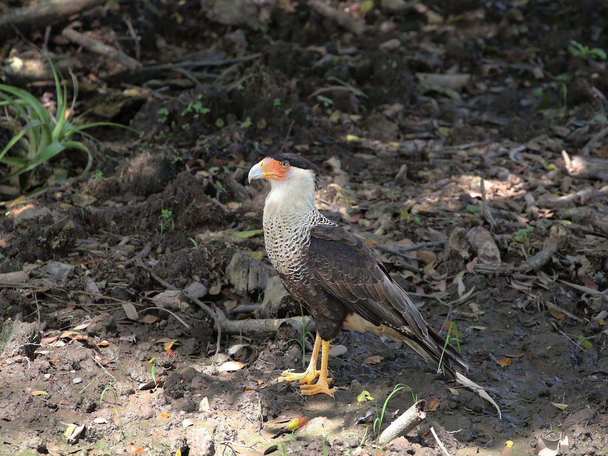 Crested Caracara (Northern) - Richard Greenhalgh