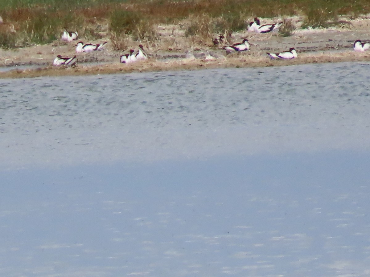 Avoceta Común - ML620513409