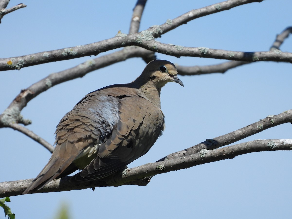 Mourning Dove - ML620513411