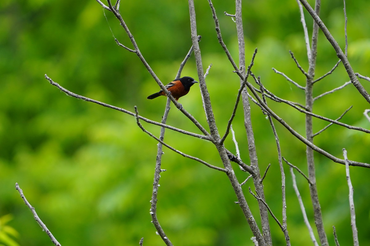 Orchard Oriole - ML620513413