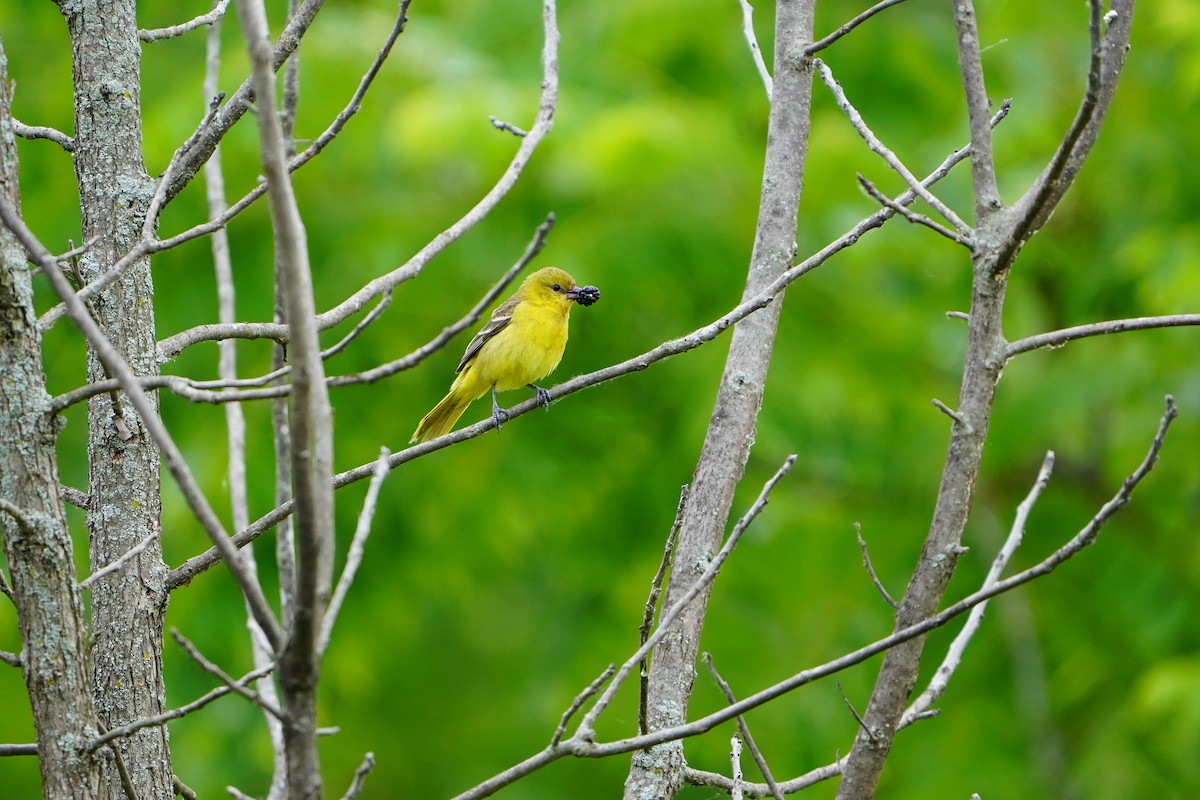 Orchard Oriole - ML620513414