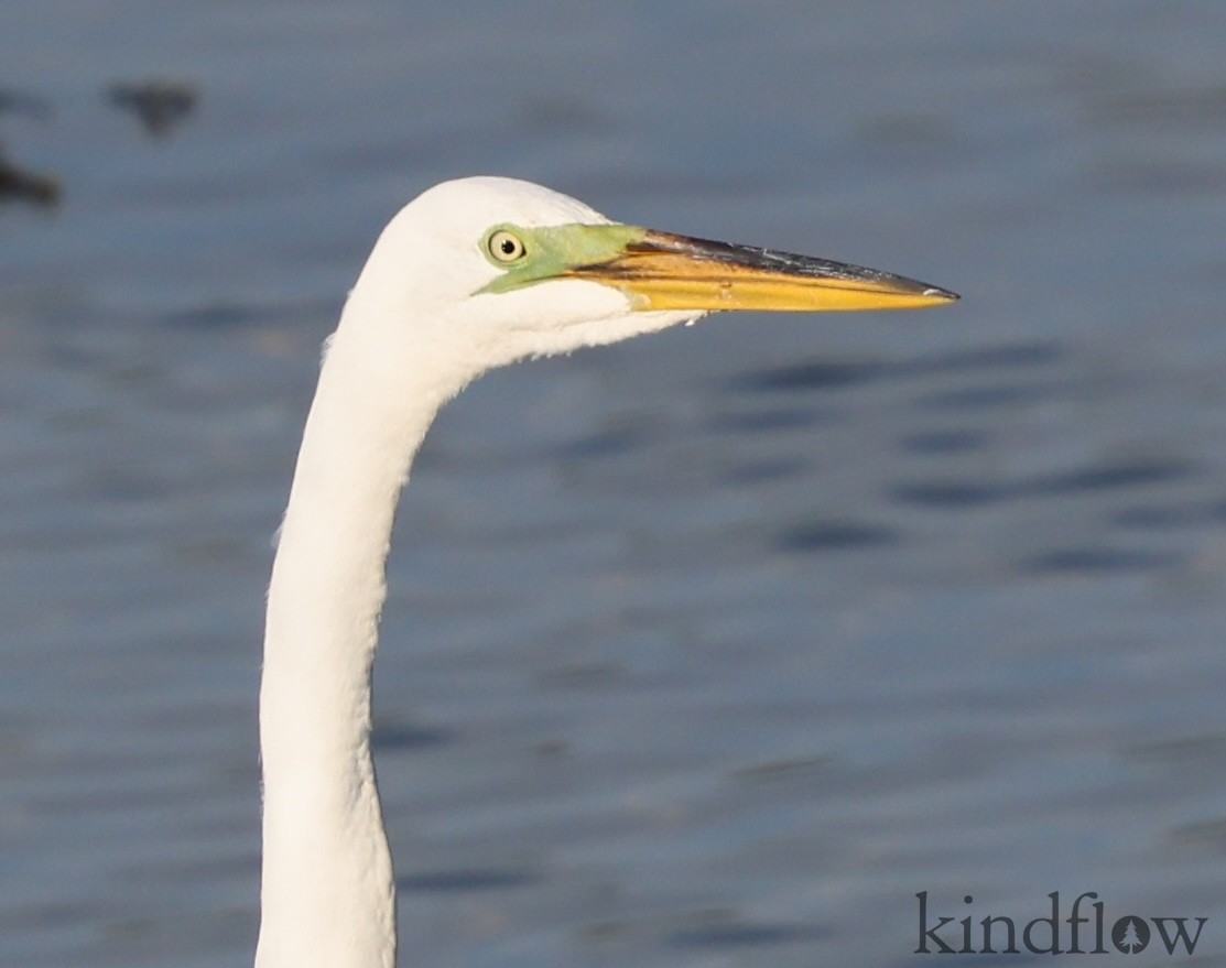 Great Egret - ML620513419