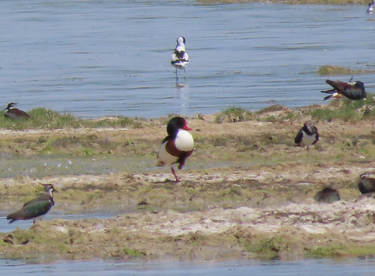 Common Shelduck - ML620513420