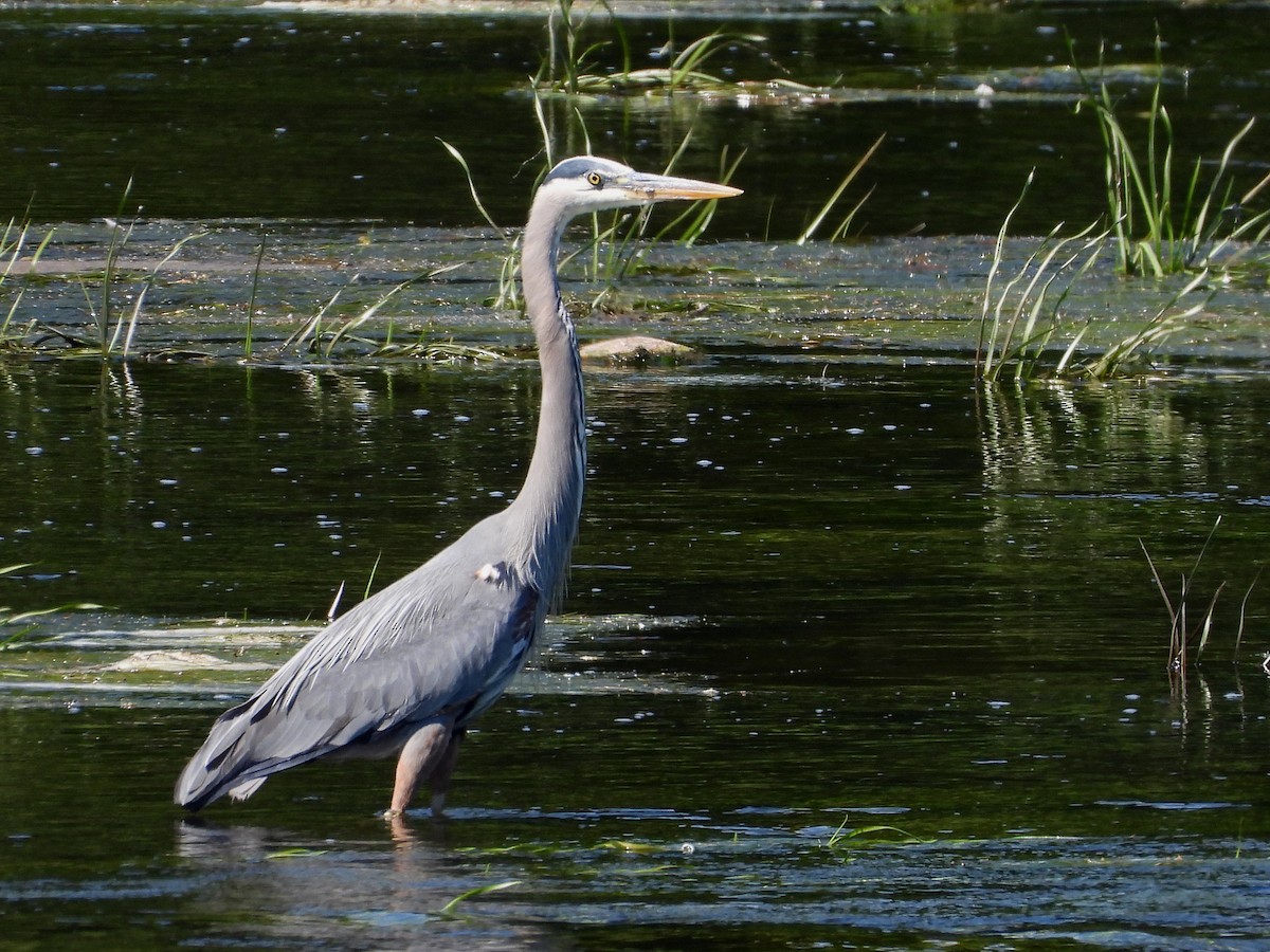 Great Blue Heron - Francois Bourret