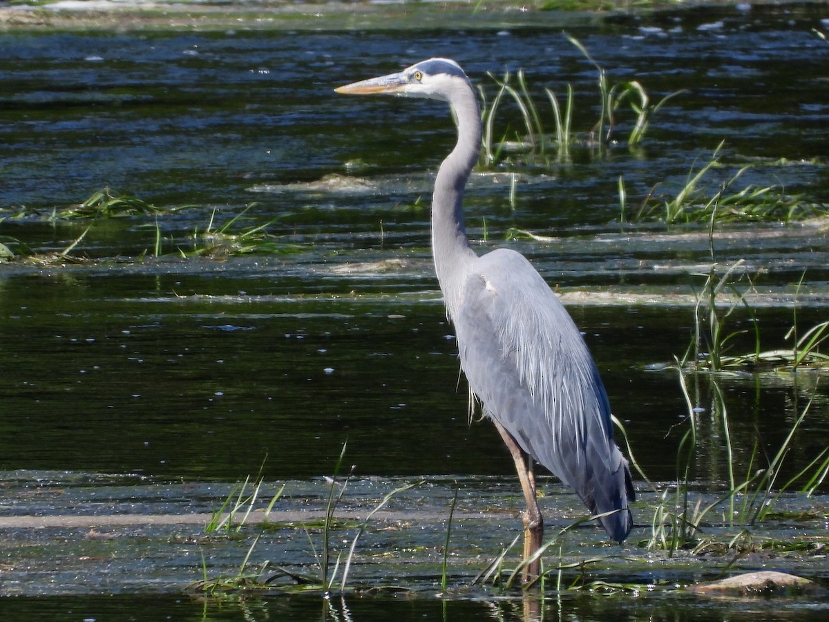 Great Blue Heron - ML620513424