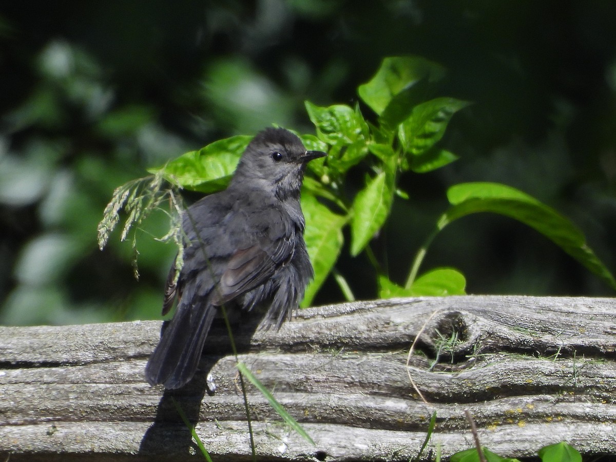 Gray Catbird - ML620513436