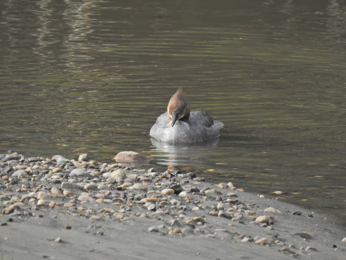 Common Merganser - ML620513438