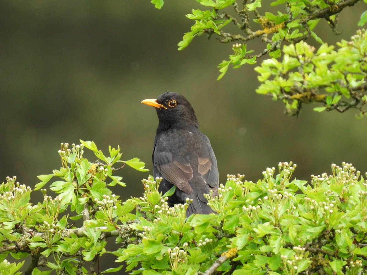 Eurasian Blackbird - ML620513444