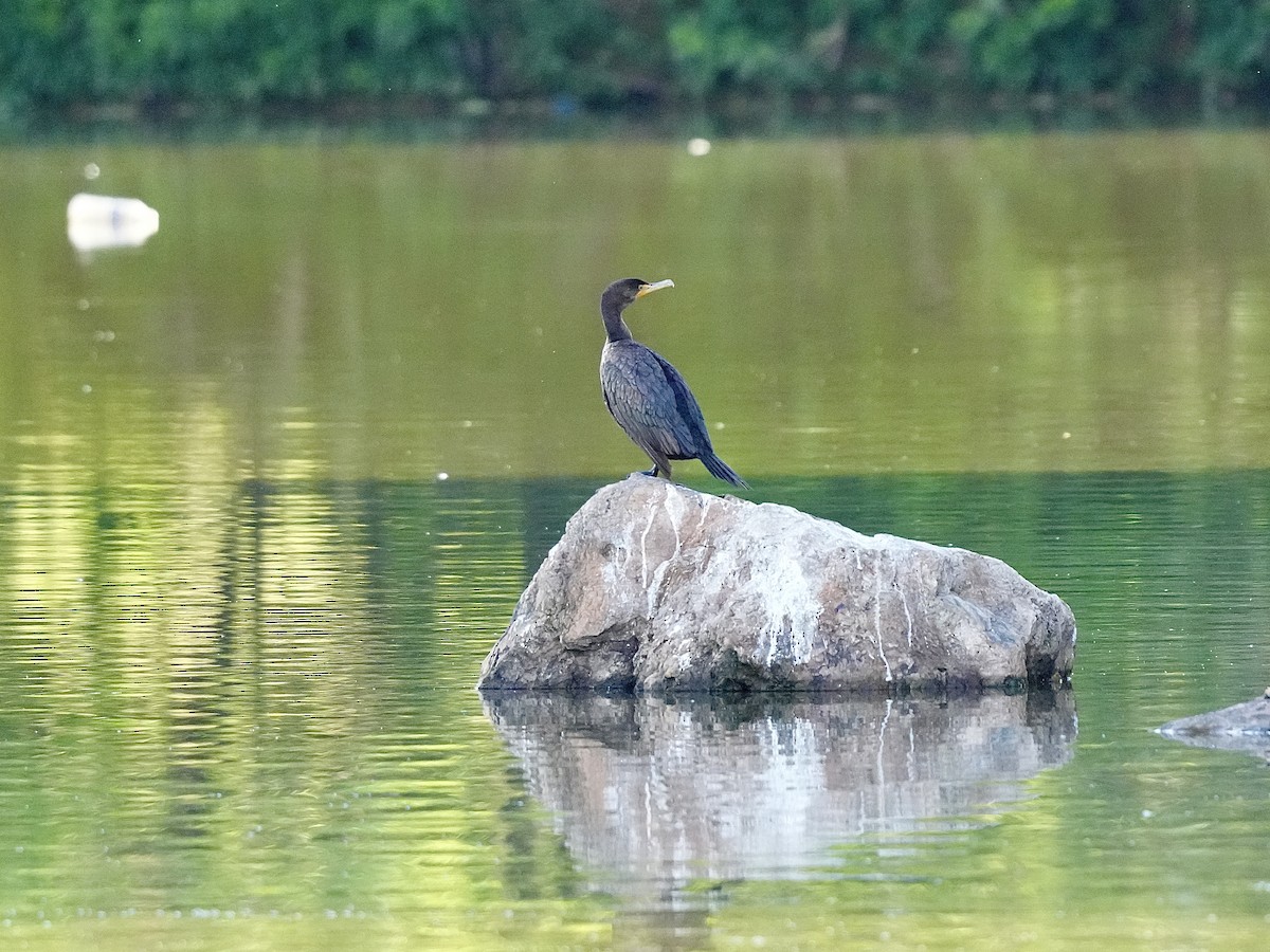 Double-crested Cormorant - ML620513467