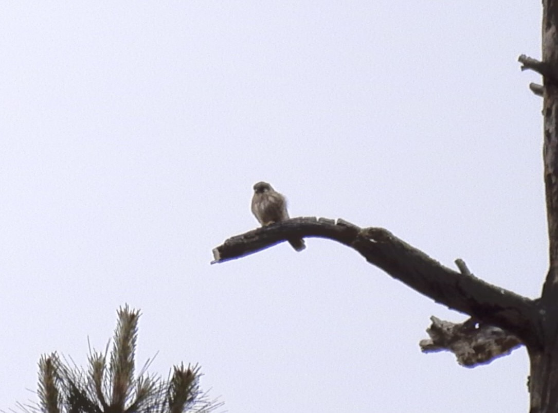 American Kestrel - ML620513471