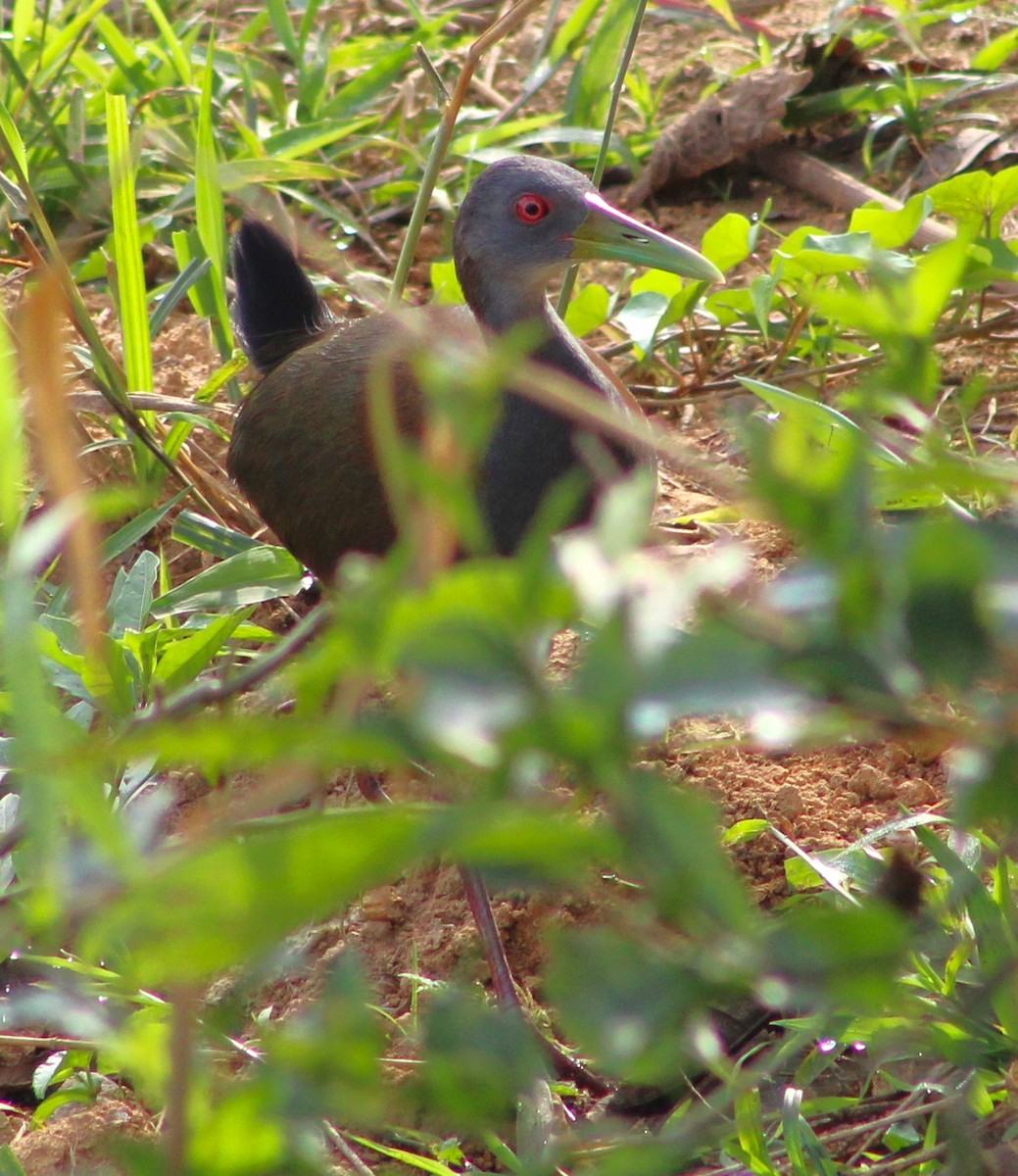 Slaty-breasted Wood-Rail - ML620513473