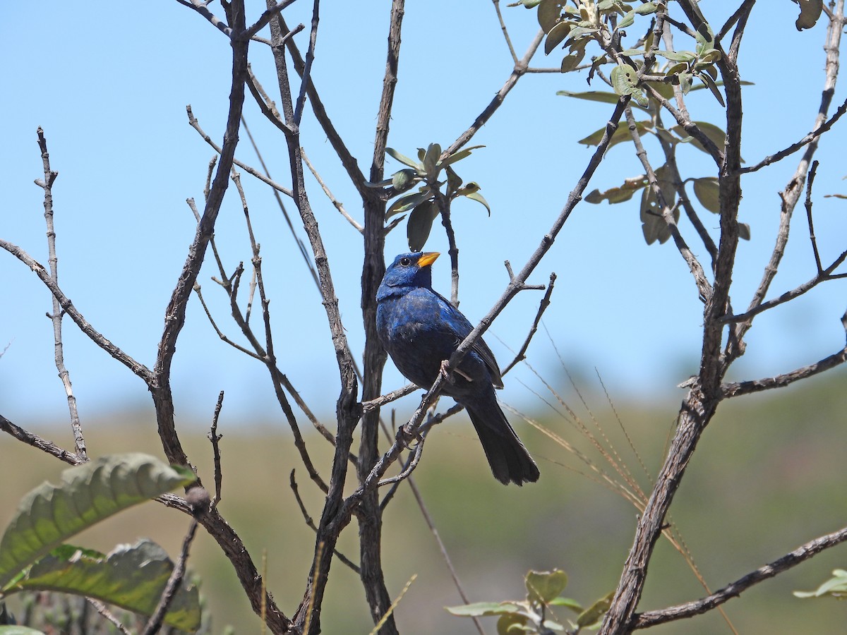 Blue Finch - ML620513475