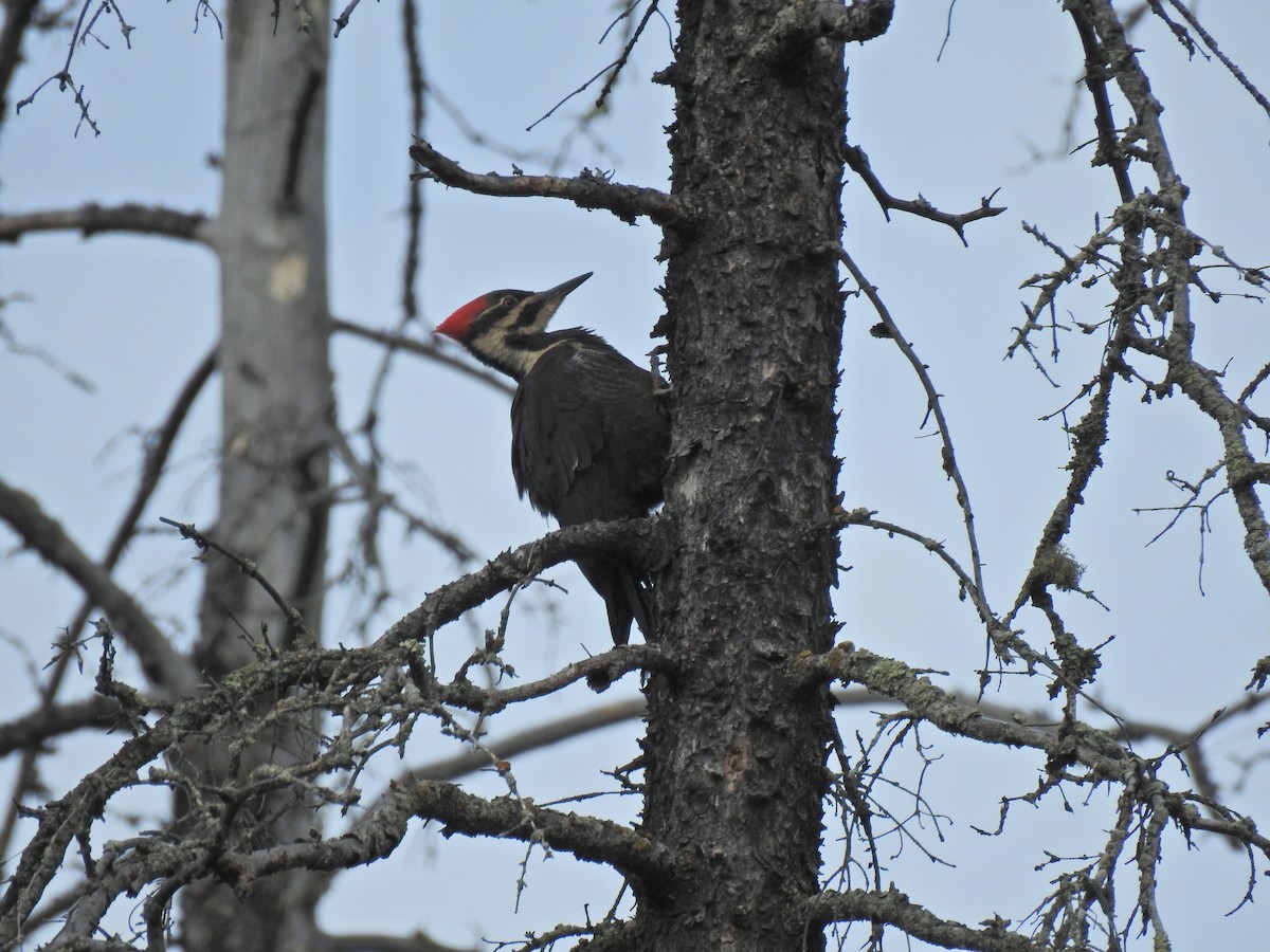 Pileated Woodpecker - Zain Sirohey