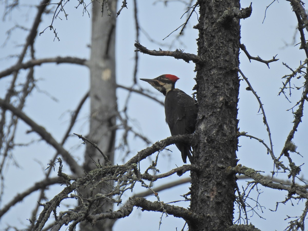 Pileated Woodpecker - ML620513484