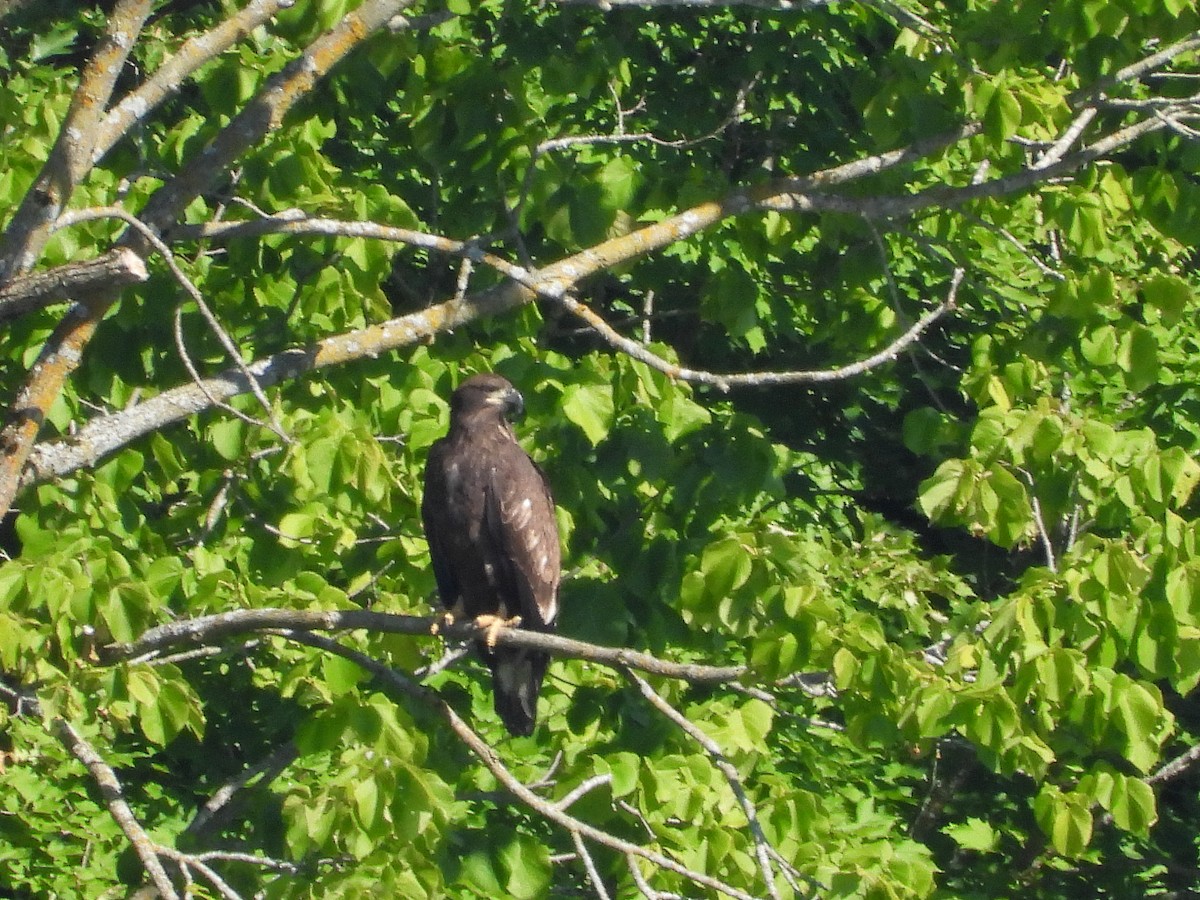 ハクトウワシ - ML620513485