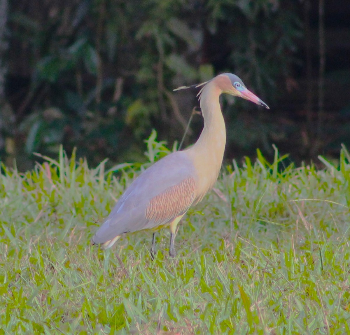 Whistling Heron - ML620513488