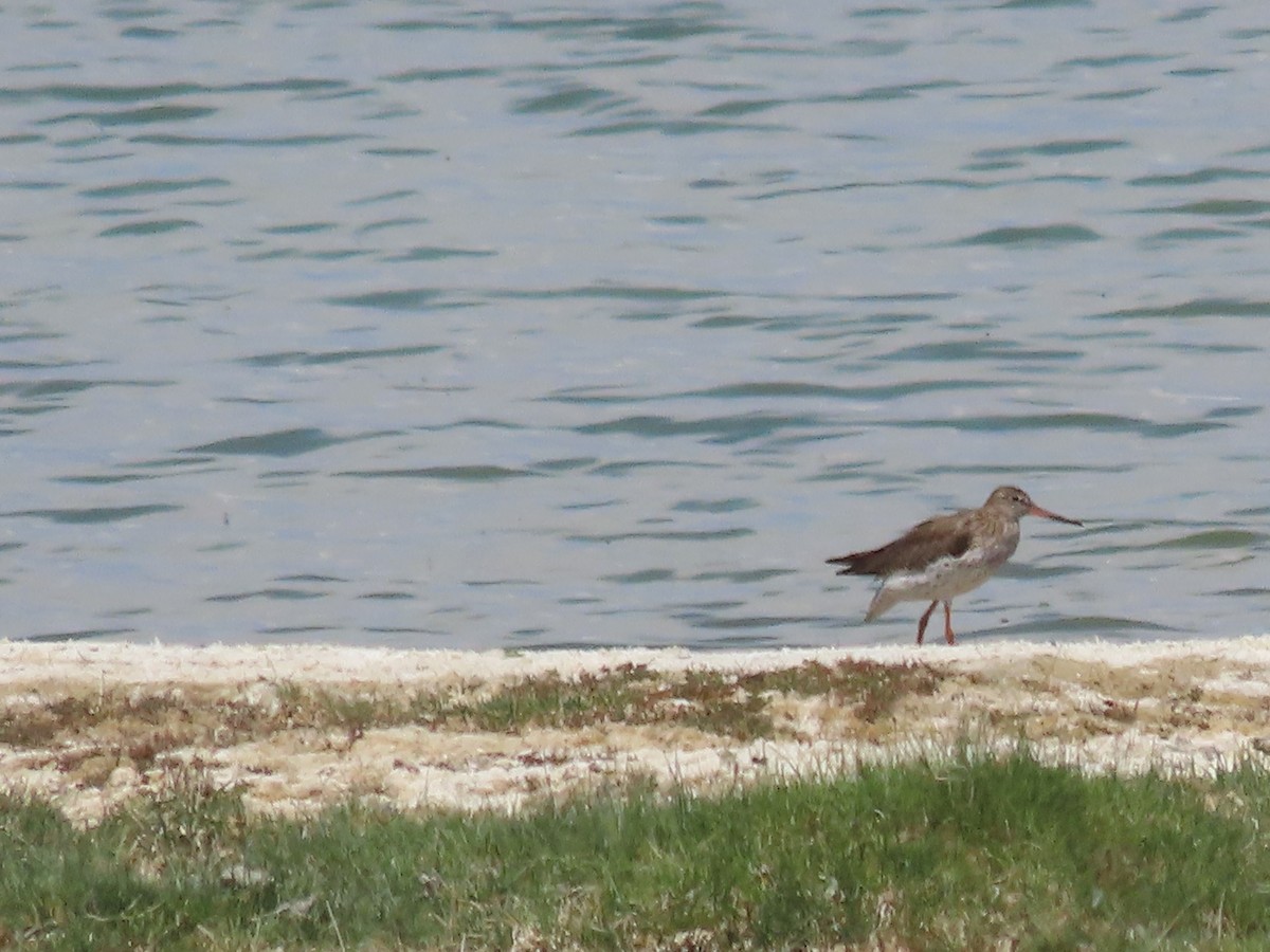 Common Redshank - ML620513489