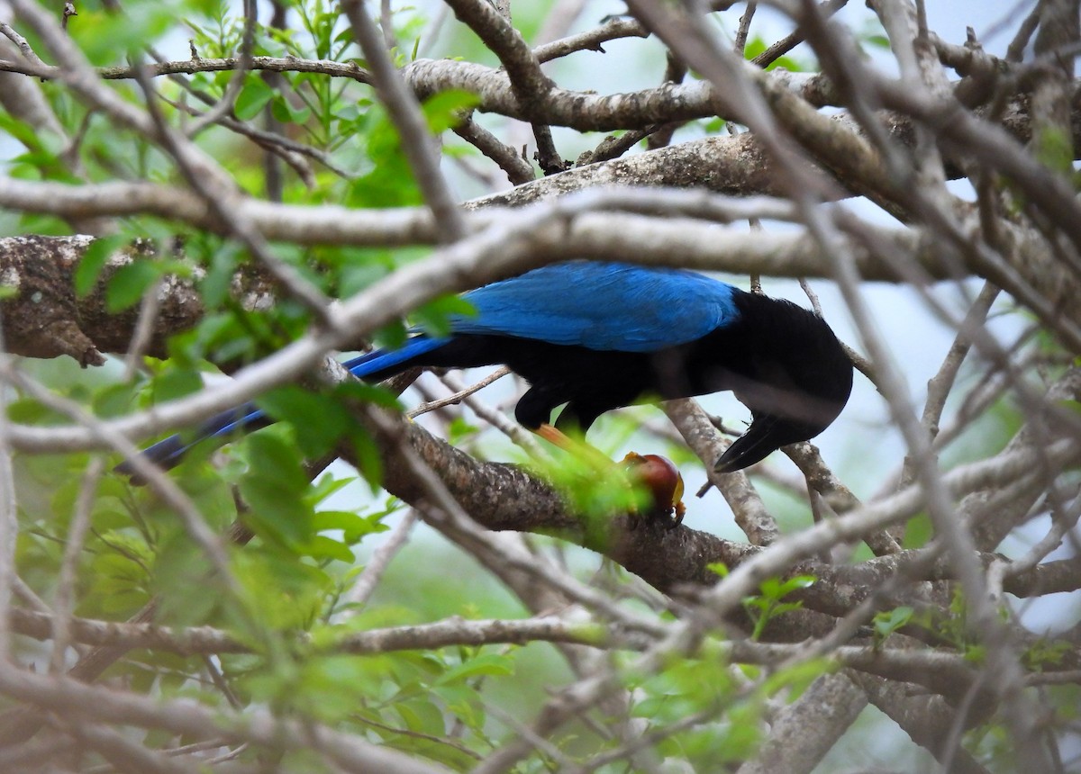 Yucatan Jay - ML620513490