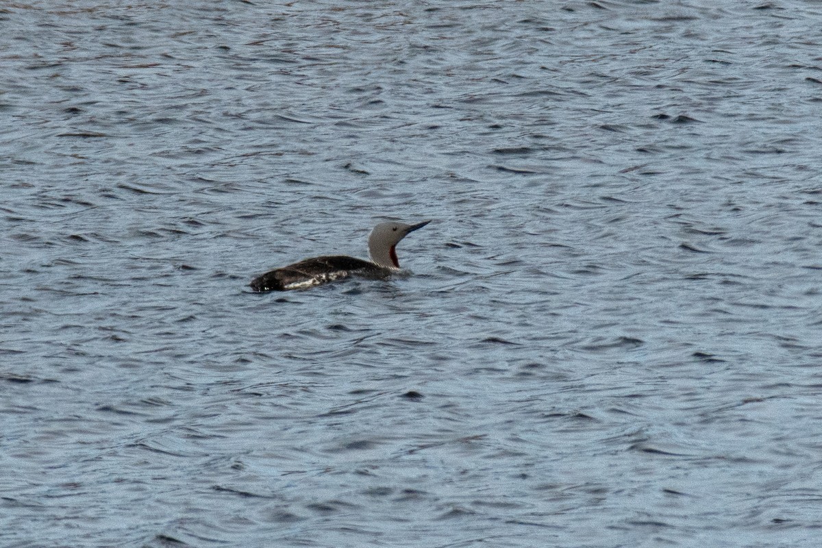 Red-throated Loon - ML620513491