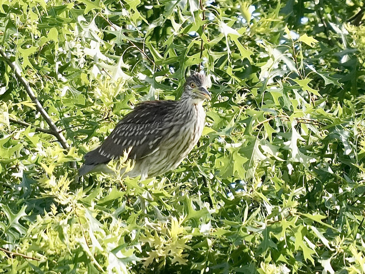 Black-crowned Night Heron - ML620513495