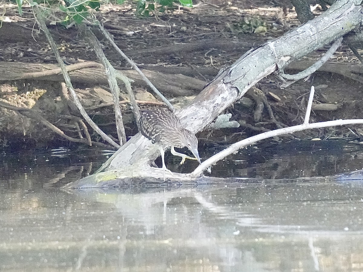 Black-crowned Night Heron - ML620513497