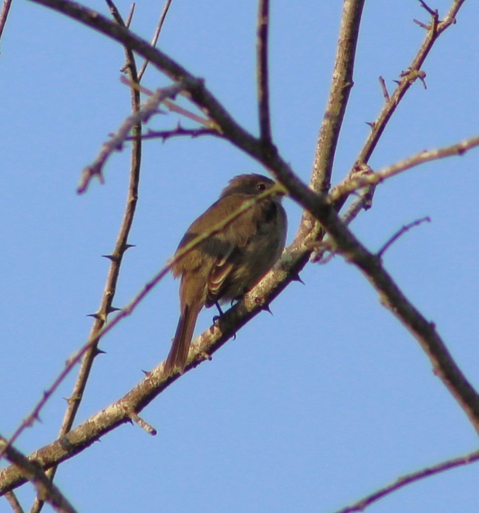 Yellow-bellied Elaenia - ML620513498