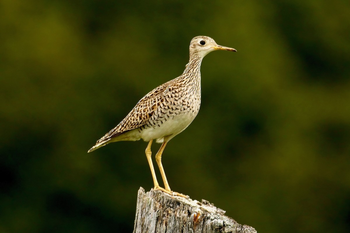 Upland Sandpiper - ML620513499