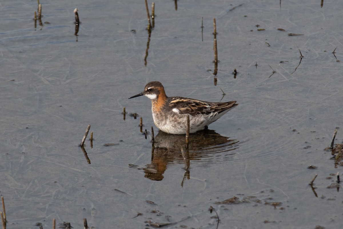 Willow Ptarmigan - ML620513511