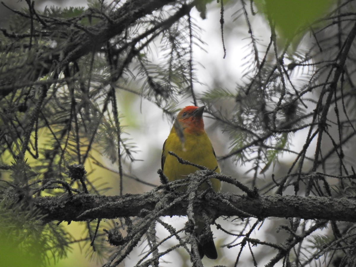 Western Tanager - ML620513516